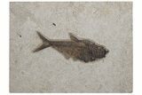 Fossil Fish (Diplomystus) - Wyoming #211214-1